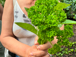 Cueillette de fines herbes.