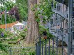 L'arbre était situé dans une cour arrière étroite et difficile d’accès. Crédit : Benoit Demers