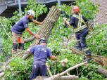 Il a fallu 5 grosses journées de travail pour abattre l’arbre section par section.