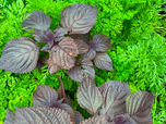 Plusieurs variétés d'herbes ont pu être observées. 
