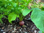 Plusieurs types de légumes poussent au jardin de Sentier Urbain.