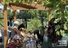 Les visites de jardin sont de retour pour faire voyager les membres sans quitter la ville.