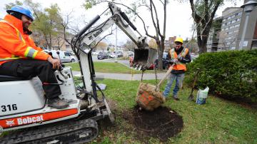 Depuis 2015, l'OMHM a planté 618 arbres sur ses terrains.